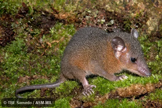 Side view of adult Side view of adult