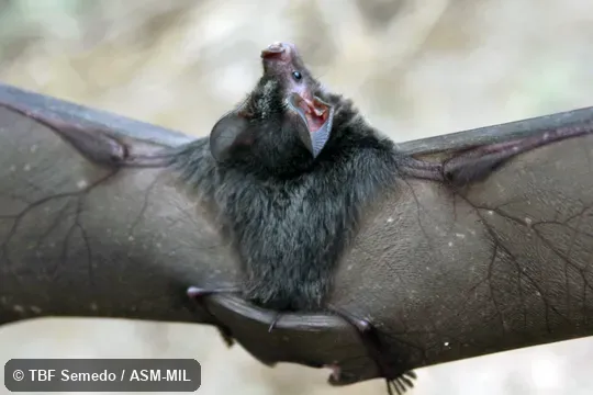 Dorsal view, wings spread. Formerly Tonatia saurophila maresi. Dorsal view, wings spread. Formerly Tonatia saurophila maresi.
