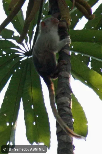 Adult grasping tree trunk,eating Cecropia sp. fruits. Formerly Callithrix intermedia. Also as Aripuanã Marmoset|Hershkovitz's Marmoset. Formerly Cebidae (Callitrichinae). Adult grasping tree trunk,eating Cecropia sp. fruits. Formerly Callithrix intermedia. Also as Aripuanã Marmoset|Hershkovitz's Marmoset. Formerly Cebidae (Callitrichinae).