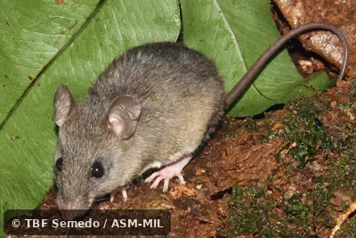 Quartering front view. Formerly Oryzomys megacephalus, Large-headed Rice Rat. Also as Azara's Broad-headed Oryzomys|Azara's Hylaeamys. Quartering front view. Formerly Oryzomys megacephalus, Large-headed Rice Rat. Also as Azara's Broad-headed Oryzomys|Azara's Hylaeamys.