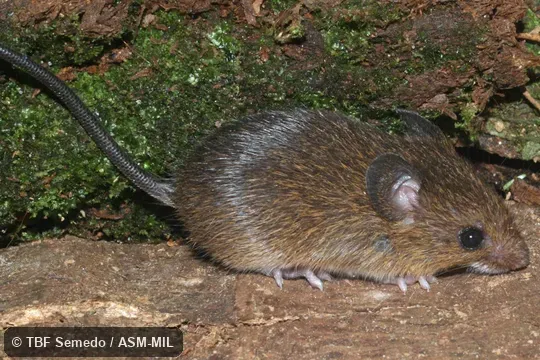 Lateral view. Also as Common Neacomys|Large Spiny Mouse. Lateral view. Also as Common Neacomys|Large Spiny Mouse.