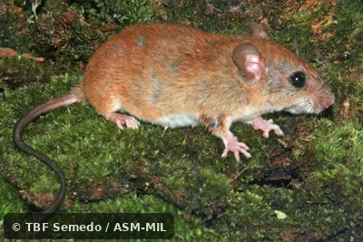 Lateral view. Also as Bicolored Arboreal Rice Rat|White-bellied Oecomys. Lateral view. Also as Bicolored Arboreal Rice Rat|White-bellied Oecomys.