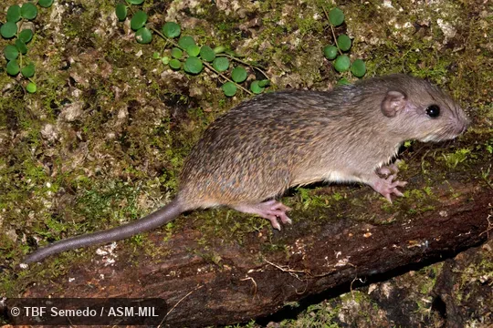 Lateral view. Also as Spiny Tree-rat|Ferreira's Spiny Tree Rat. Lateral view. Also as Spiny Tree-rat|Ferreira's Spiny Tree Rat.