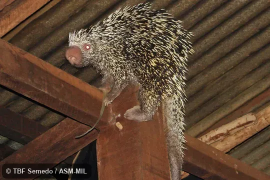Perched on pole, ca. 2:48 AM, eating wood. Also as Prehensile-tailed Porcupine|Brazilian Porcupine. Perched on pole, ca. 2:48 AM, eating wood. Also as Prehensile-tailed Porcupine|Brazilian Porcupine.