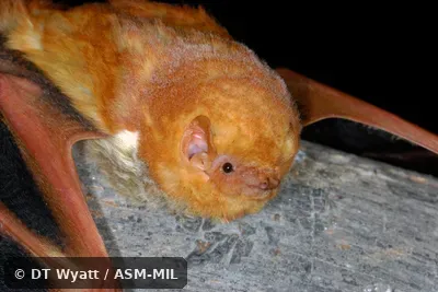 Dorsal view of head. Presumably Lasiurus frantzii teliotis. Formerly Lasiurus blossevillii teliotis. Also as Western Red Bat. Dorsal view of head. Presumably Lasiurus frantzii teliotis. Formerly Lasiurus blossevillii teliotis. Also as Western Red Bat.