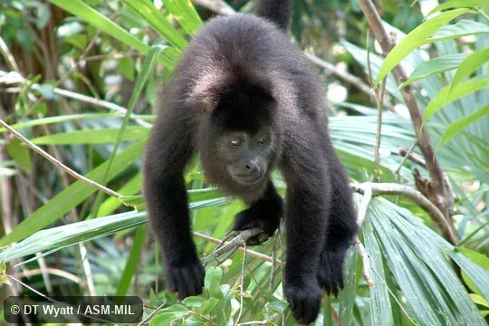 Front view of juvenile. Als as Guatemalan Black Howler|Lawrence's Black Howler|Mexican Black Howler|Yucatán Black Howler. Front view of juvenile. Als as Guatemalan Black Howler|Lawrence's Black Howler|Mexican Black Howler|Yucatán Black Howler.