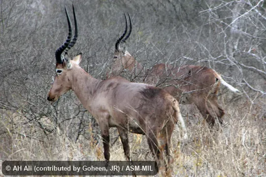 Lateral view of two adult males. Also as Herola|Hunter's Hartebeest. Lateral view of two adult males. Also as Herola|Hunter's Hartebeest.