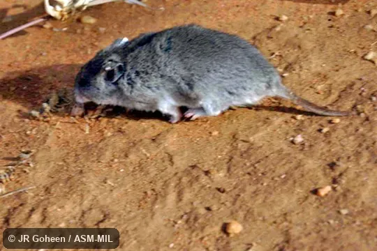 Walking on ground. Also as Mearn's Pouched Mouse. Walking on ground. Also as Mearn's Pouched Mouse.