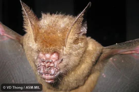 Front view of face. Also as Griffin's Leaf-nosed Bat. Front view of face. Also as Griffin's Leaf-nosed Bat.
