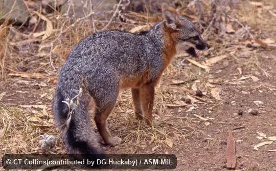 Rear quartering view of adult with head turned. Also as Island Gray Fox|Channel Islands Fox. Rear quartering view of adult with head turned. Also as Island Gray Fox|Channel Islands Fox.