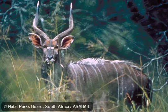 Side view of male. Also as Nyala angasii. Side view of male. Also as Nyala angasii.