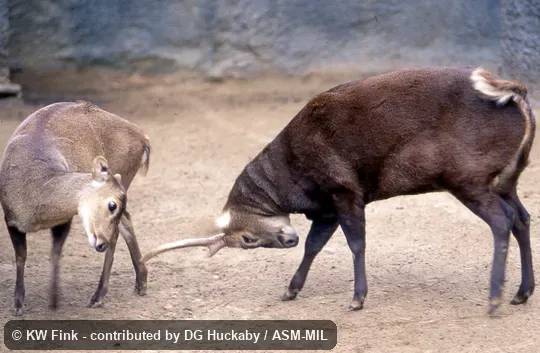Male in velvet, female, and juvenile. Also as Hyelaphus kuhlii. Male in velvet, female, and juvenile. Also as Hyelaphus kuhlii.
