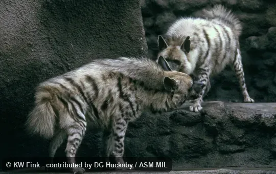 Adults interacting Adults interacting