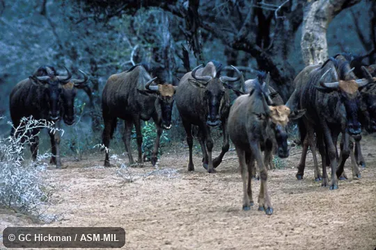 Small herd. Connochaetes taurinus taurinus. Also as Brindled Gnu|Gnu. Small herd. Connochaetes taurinus taurinus. Also as Brindled Gnu|Gnu.