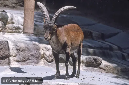 Quartering, front view of standing adult male; Capra pyrenaica hispanica. Also as Spanish Ibex. Quartering, front view of standing adult male; Capra pyrenaica hispanica. Also as Spanish Ibex.