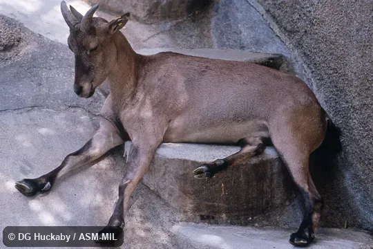 Side view of adult female. Formerly as Capra caucasica cylindricornis. Also as East Caucasian Tur|Eastern Tur. Side view of adult female. Formerly as Capra caucasica cylindricornis. Also as East Caucasian Tur|Eastern Tur.