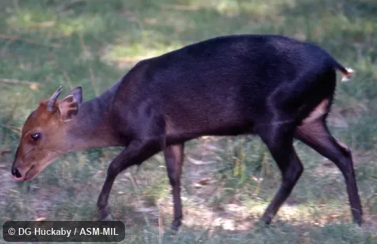 Side view of male. Formerly Cephalophus niger. Side view of male. Formerly Cephalophus niger.