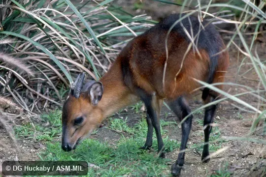 Side view of male. Formerly Cephalophus rufilatus. Side view of male. Formerly Cephalophus rufilatus.