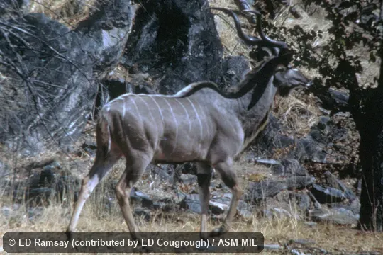 Side view of male. Tragelaphus strepsiceros zambesiensis. Also as Strepsiceros zambesiensis, Zambezi Kudu. Side view of male. Tragelaphus strepsiceros zambesiensis. Also as Strepsiceros zambesiensis, Zambezi Kudu.
