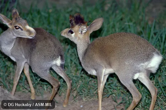 Male displaying frontal tuft to female Male displaying frontal tuft to female