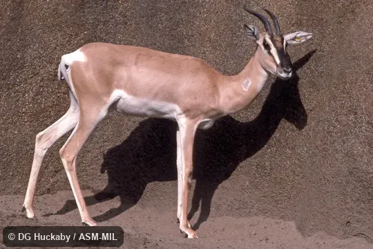 Side view of adult female. Also as Nanger soemmerringi. Side view of adult female. Also as Nanger soemmerringi.
