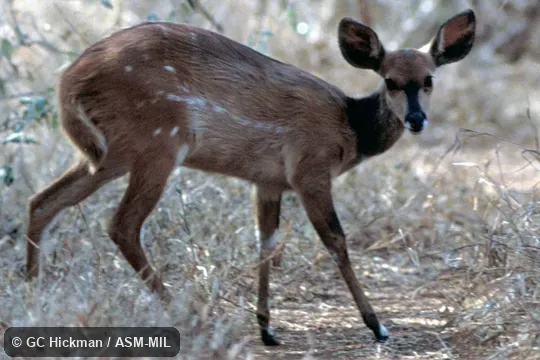 Side view of female. Tragelaphus sylvaticus sylvaticus. Formerly Tragelaphus scriptus sylvaticus. Also as Sylvan BushbucklCape Bushbuck|Imbabala|Eastern Bushbuck. Side view of female. Tragelaphus sylvaticus sylvaticus. Formerly Tragelaphus scriptus sylvaticus. Also as Sylvan BushbucklCape Bushbuck|Imbabala|Eastern Bushbuck.