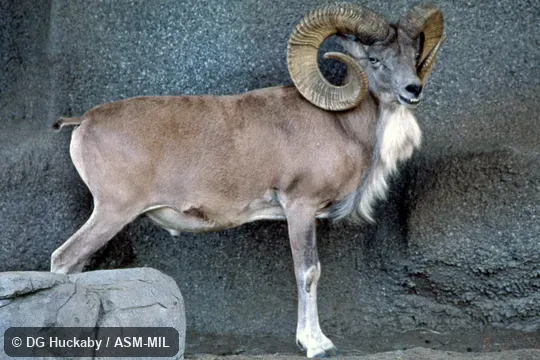 Side view of adult male. Ovis vignei arkal, Ustyurt Urial|Transcaspian Urial|Arkal. Formerly as Ovis aries arkal, Red Sheep. Also as Ovis cycloceros, Afghan Urial. Side view of adult male. Ovis vignei arkal, Ustyurt Urial|Transcaspian Urial|Arkal. Formerly as Ovis aries arkal, Red Sheep. Also as Ovis cycloceros, Afghan Urial.