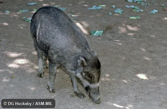 Quartering frontal view of adult female Quartering frontal view of adult female