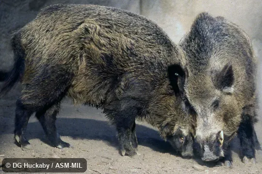 Two adult males pushing faces. Also as Wild Boar. Two adult males pushing faces. Also as Wild Boar.