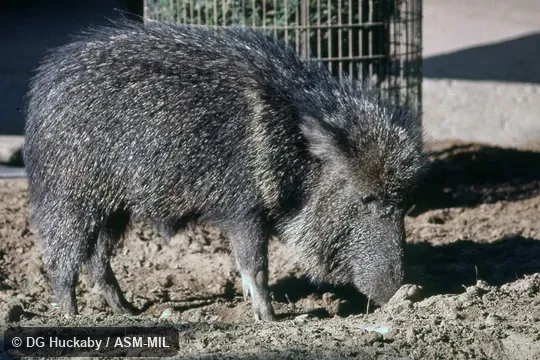 Side view of adult. Also as Giant Peccary. Formerly Catagonus wagneri. Side view of adult. Also as Giant Peccary. Formerly Catagonus wagneri.