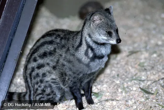 Side view of adult. Also as Lesser Oriental Civet. Side view of adult. Also as Lesser Oriental Civet.