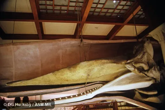 Side view of skull and lower jaw. Formerly in order Cetacea. Formerly as Physeter catodon. Also as Cachalot|Pot Whale|Spermacet Whale. Side view of skull and lower jaw. Formerly in order Cetacea. Formerly as Physeter catodon. Also as Cachalot|Pot Whale|Spermacet Whale.