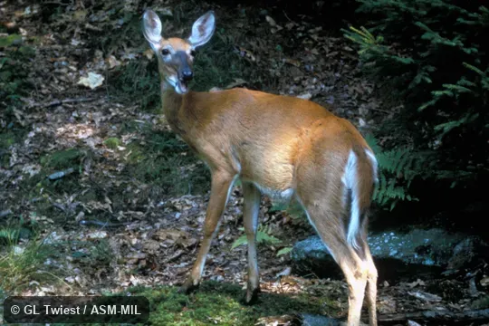 Side view of female Side view of female