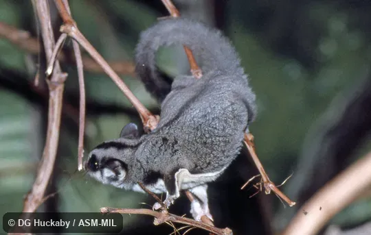 Adult on limb, partially showing membrane. Also as Lesser Flying Phalanger|Lesser Flying Squirrel|Lesser Glider|Short-headed Flying Phalanger|Sugar Squirrel|Tasmanian Sugar Glider. Adult on limb, partially showing membrane. Also as Lesser Flying Phalanger|Lesser Flying Squirrel|Lesser Glider|Short-headed Flying Phalanger|Sugar Squirrel|Tasmanian Sugar Glider.