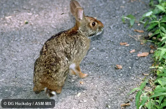 Quartering rear view of adult Quartering rear view of adult