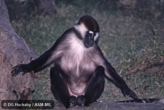 Frontal view of adult with arms spread. Also as Collared Mangabey|White-collared Mangabey. Frontal view of adult with arms spread. Also as Collared Mangabey|White-collared Mangabey.