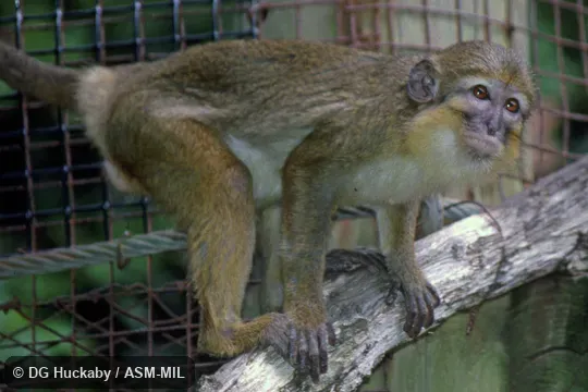 Side view of adult female. Also as Gabon Talapoin Monkey. Side view of adult female. Also as Gabon Talapoin Monkey.