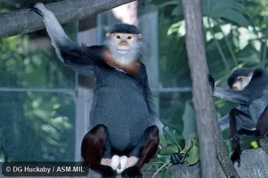 Frontal view of sitting adult male. Also as Red-shanked Douc Langur|Red-shanked Douc Monkey. Frontal view of sitting adult male. Also as Red-shanked Douc Langur|Red-shanked Douc Monkey.