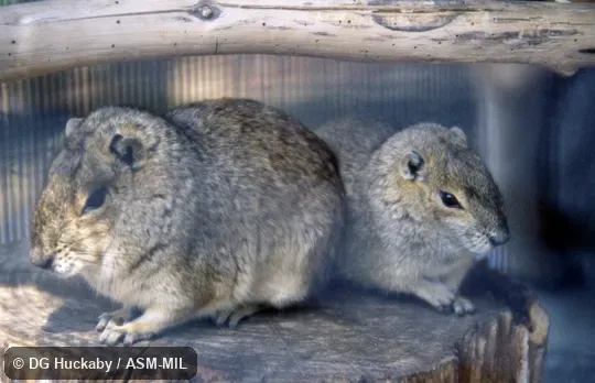 Two adults sitting together. Also as Moco. Two adults sitting together. Also as Moco.