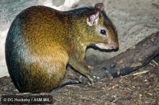 Side view of sitting adult. Also as Brazilian Agouti|Orange-rumped Agouti|Red-rumped Agouti. Side view of sitting adult. Also as Brazilian Agouti|Orange-rumped Agouti|Red-rumped Agouti.
