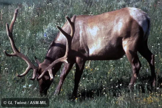 Side view of adult male with dorsal view of antlers. Cervus canadensis canadensis. Formerly Cervus elaphus canadensis, Red Deer. Also as American Elk. Side view of adult male with dorsal view of antlers. Cervus canadensis canadensis. Formerly Cervus elaphus canadensis, Red Deer. Also as American Elk.