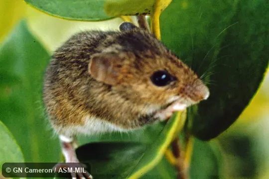 Diagonal view of animal climbing in vegetation Diagonal view of animal climbing in vegetation