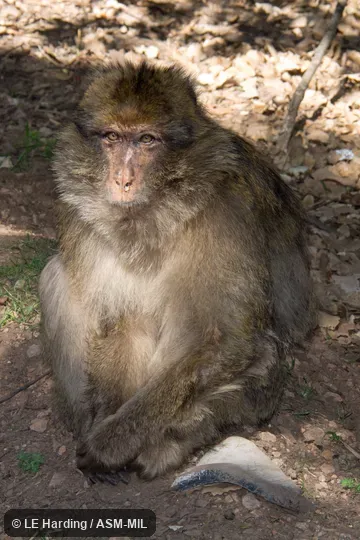 Sitting adult. Also as Barbary Ape. Sitting adult. Also as Barbary Ape.