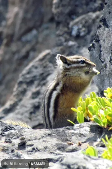Side view of adult. Neotamias amoenus affinis. Formerly Tamias amoenus. Side view of adult. Neotamias amoenus affinis. Formerly Tamias amoenus.