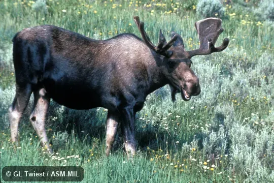 Side view of adult male. Also as Alces americanus. Side view of adult male. Also as Alces americanus.