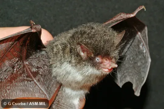 Head, body, and most of wings; paratype; HNHM 2007.50.7. Also as Diabolic Tube-nosed Bat. Head, body, and most of wings; paratype; HNHM 2007.50.7. Also as Diabolic Tube-nosed Bat.