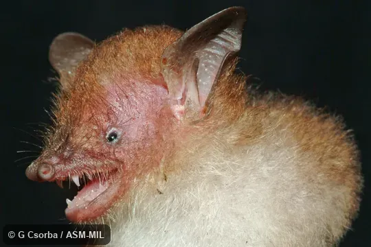 Close-up of side of head of holotype; HNHM 2010.20.1. Close-up of side of head of holotype; HNHM 2010.20.1.