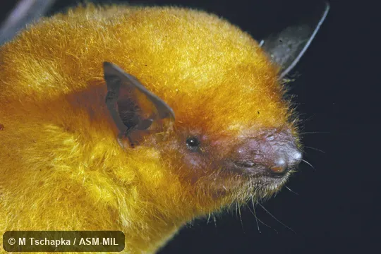 Side view of head. Image in Mammalian Species 892. Side view of head. Image in Mammalian Species 892.