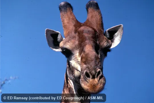 Close-up of head, showing ossicones. Giraffa giraffa giraffa. Formerly as Giraffa camelopardalis giraffa or Giraffa giraffa, Cape Giraffe|South African Giraffe. Close-up of head, showing ossicones. Giraffa giraffa giraffa. Formerly as Giraffa camelopardalis giraffa or Giraffa giraffa, Cape Giraffe|South African Giraffe.