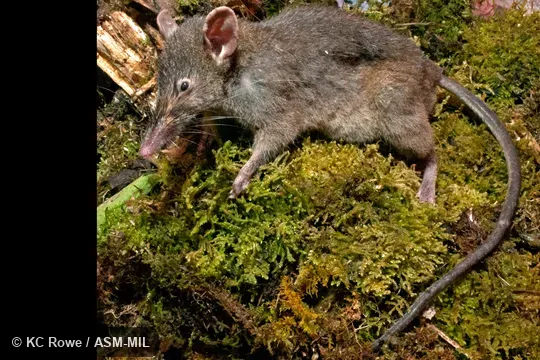 Side view of paratype, MZB 35001. Also as Few-toothed Sulawesi Shrew Rat|Few-toothed Worm-eating Rat. Side view of paratype, MZB 35001. Also as Few-toothed Sulawesi Shrew Rat|Few-toothed Worm-eating Rat.